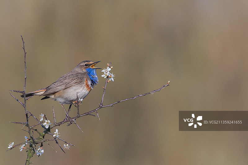 蓝喉鸟栖息在树枝上特写图片素材