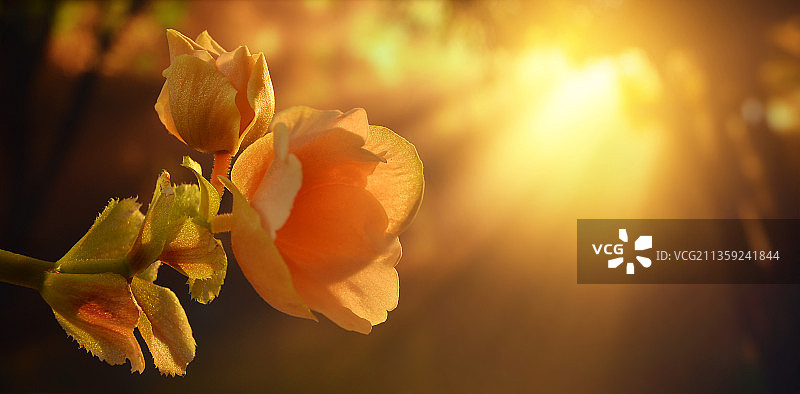 黄色玫瑰花的特写图片素材