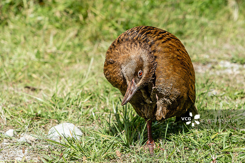 新西兰西海岸瓦塔罗阿河畔威卡秧鸡特写图片素材