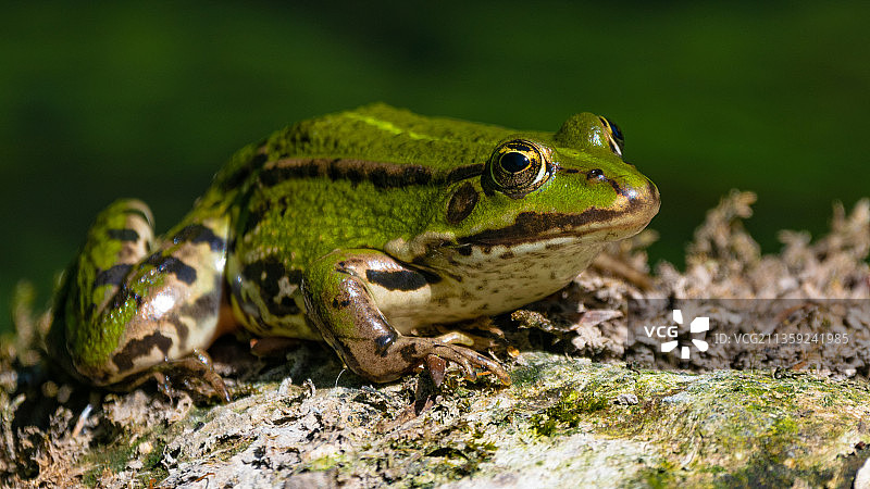 德国汉堡岩石上的青蛙特写图片素材