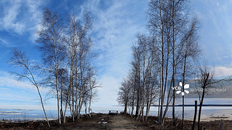 加拿大奴隶湖的田野树木图片素材