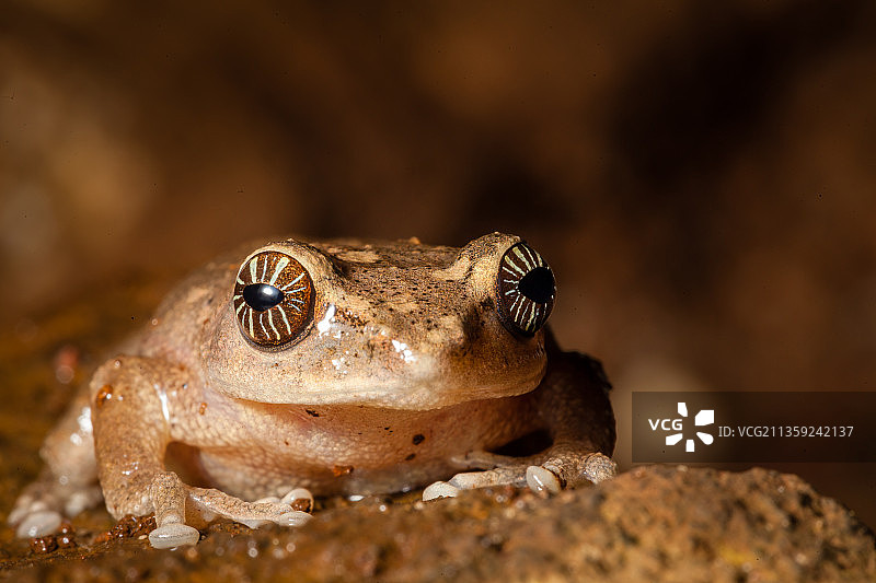 印度泰米尔纳德邦库努尔，树蛙特写图片素材