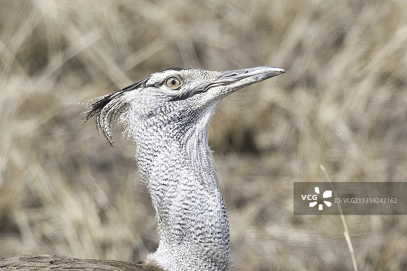 鸵鸟特写图片素材