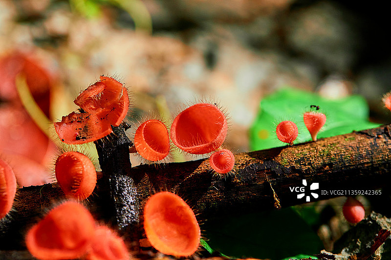 泰国通瓦树上生长的蘑菇特写图片素材