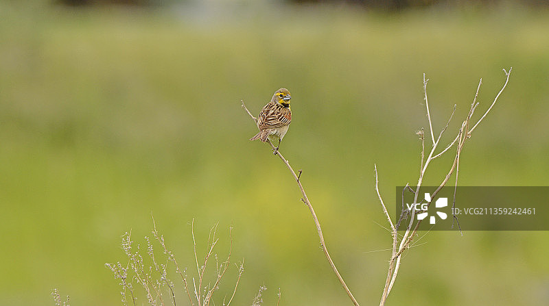 美国北达科他州法戈市植物上的蝴蝶特写图片素材