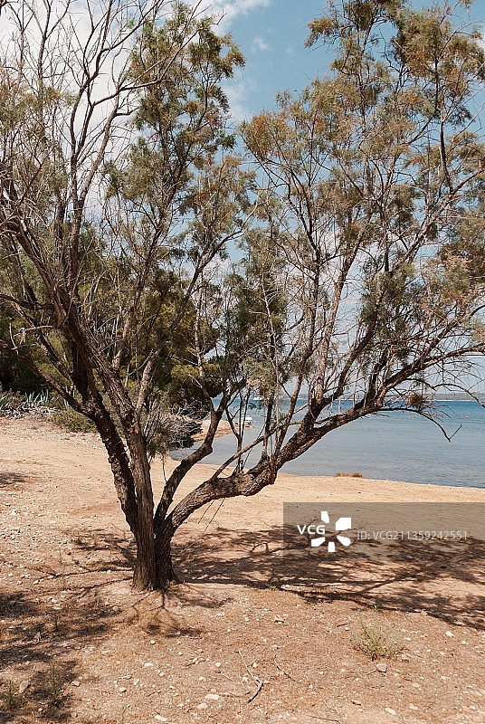 希腊斯佩采斯的田野树木图片素材
