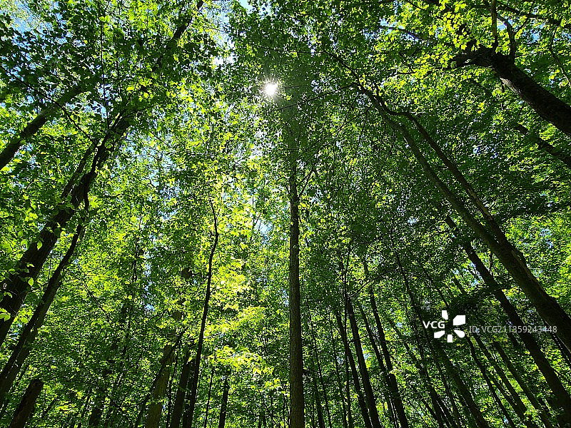 森林中竹树的低角度视图图片素材