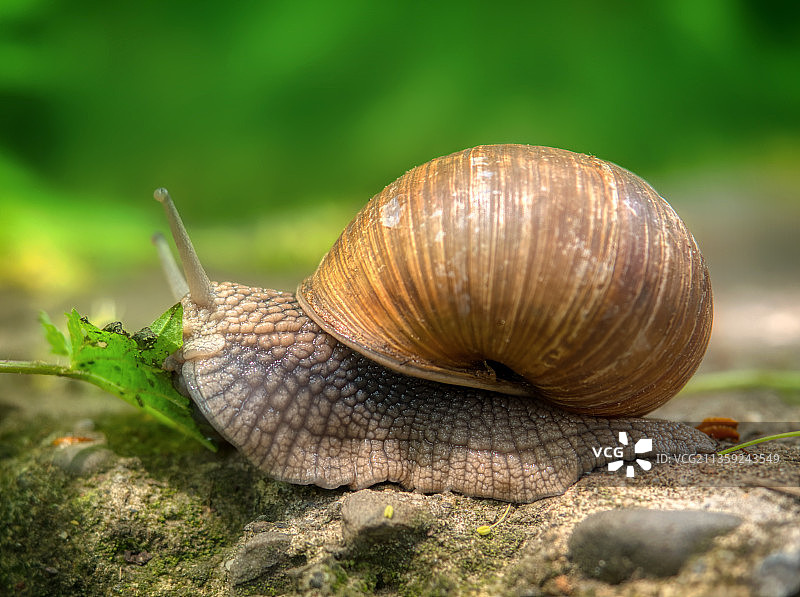 蜗牛在叶子上的特写图片素材