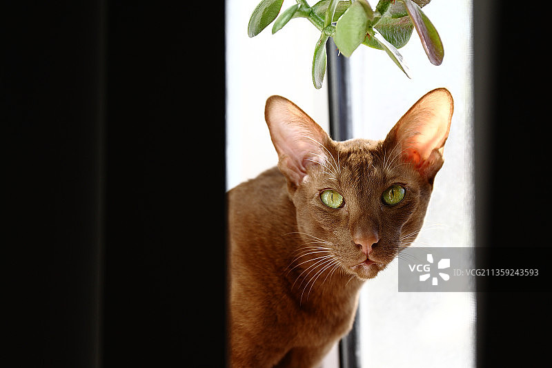 窗户旁的猫咪特写图片素材