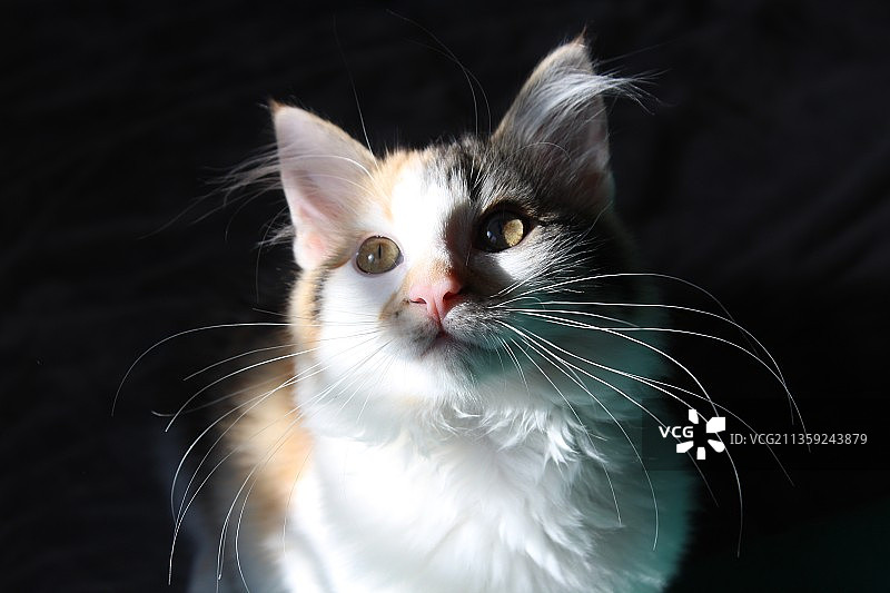 猫的特写肖像，美国德克萨斯州图片素材