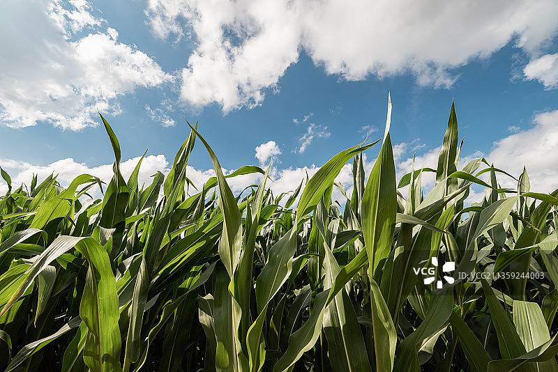 德国田野里生长的农作物特写，背景是天空图片素材