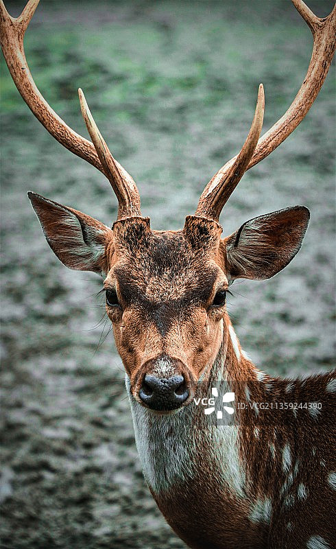 轴赤鹿特写肖像图片素材