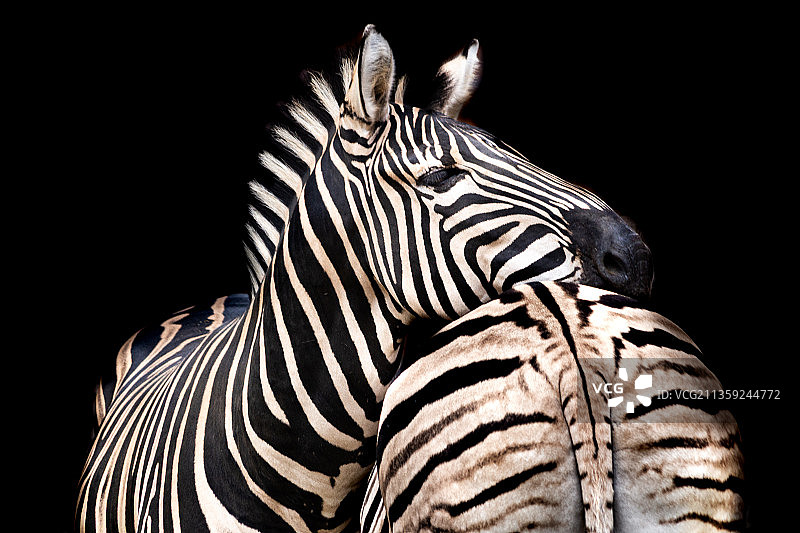 斑马特写，黑色背景图片素材