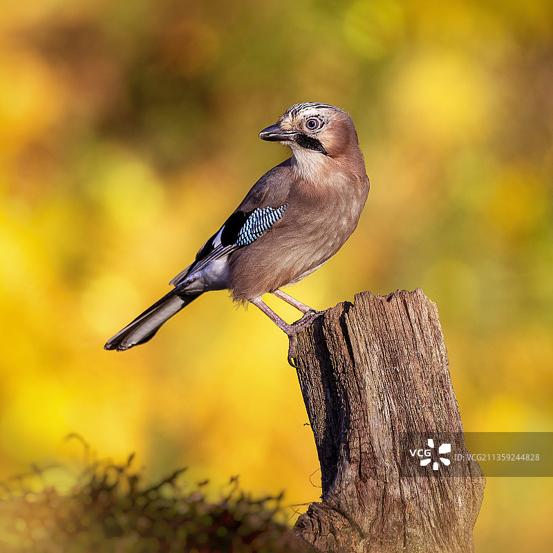 英国邓弗里斯和盖洛韦，栖息在木头上的松鸦特写图片素材
