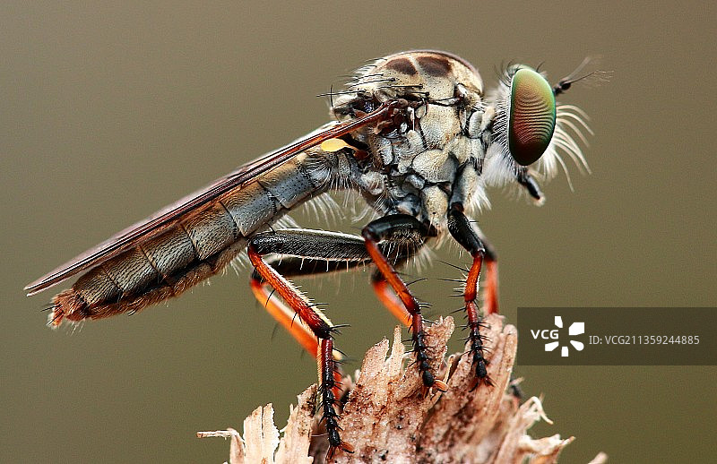 特写小树枝上的蜻蜓图片素材