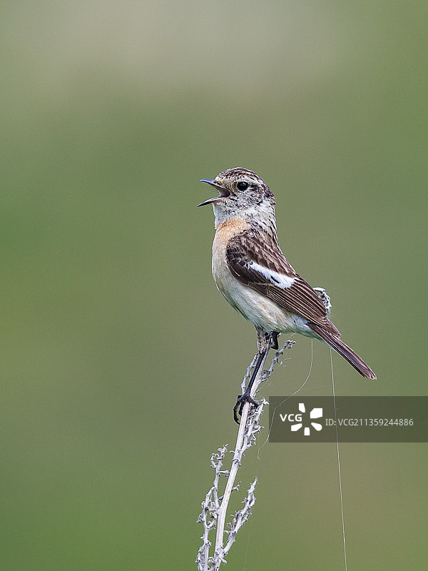 栖息在俄罗斯植物上的鸣禽燕雀特写图片素材