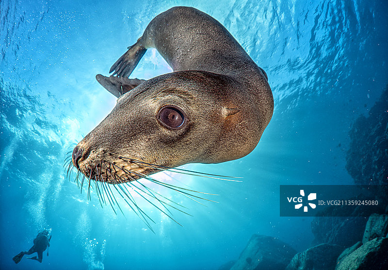 鱼在海中游动（仰视角度）图片素材