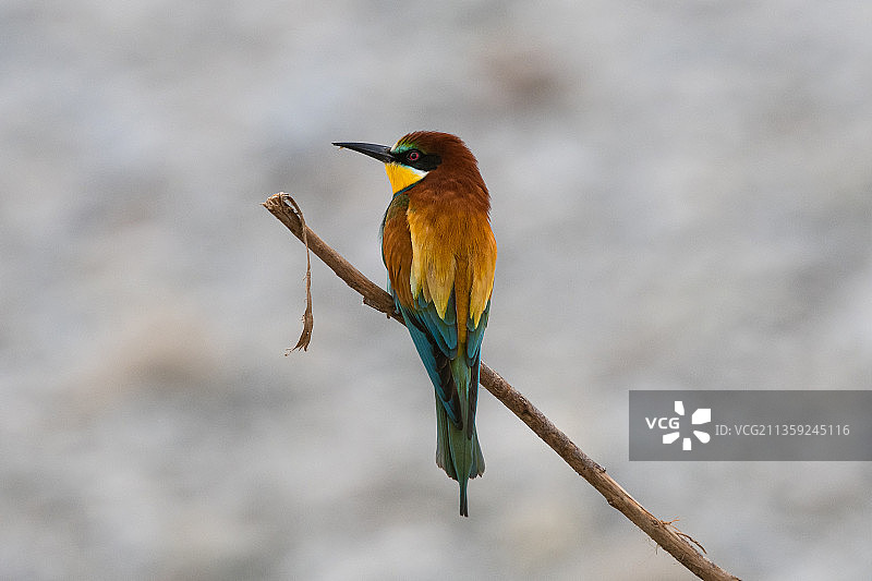 蜜蜂栖息在树枝上的特写镜头图片素材