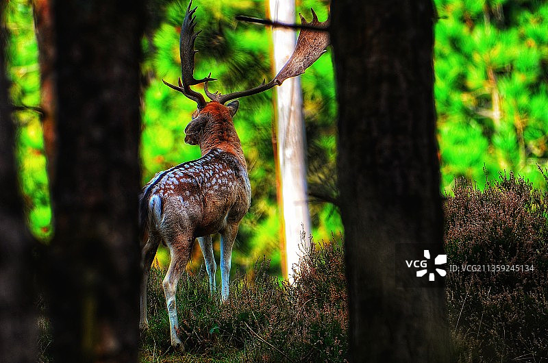 站在森林中的欧洲小鹿肖像图片素材