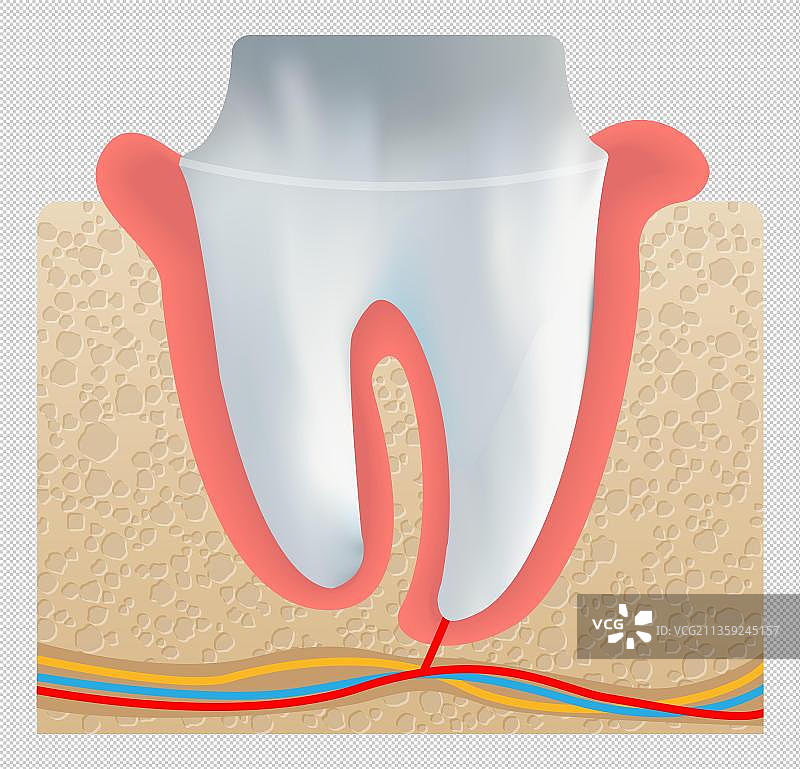 口腔牙齿神经示意图图片素材