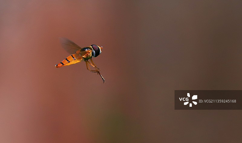 户外飞行的苍蝇特写图片素材