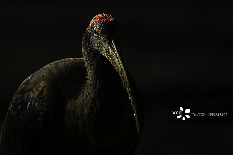 黑背景下的沙丘鹤特写图片素材