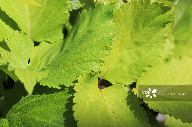整幅照片中都是绿叶图片素材