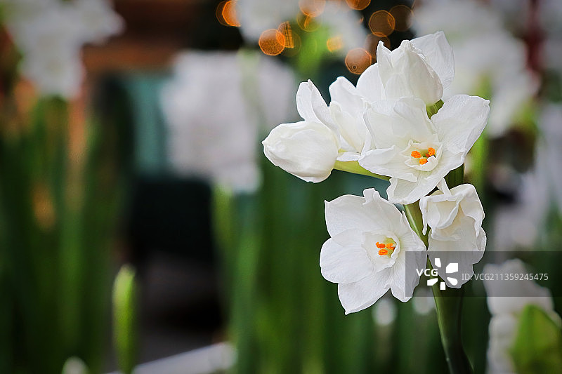 白色开花植物的特写镜头图片素材