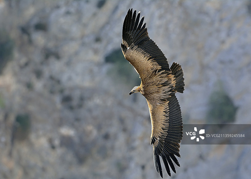 干尼亚希腊飞越海面的秃鹫特写图片素材