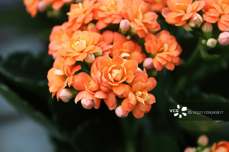 橙色开花植物的特写图片素材