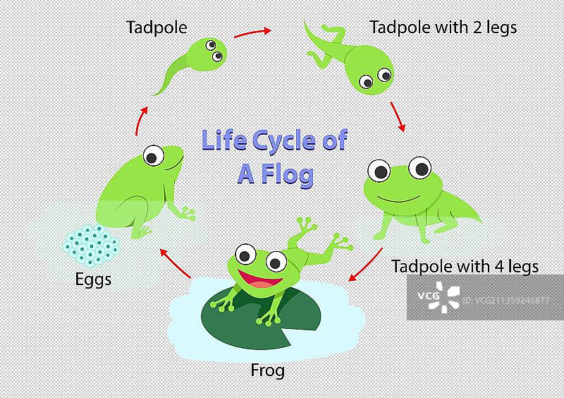 青蛙孵化成长示意图图片素材