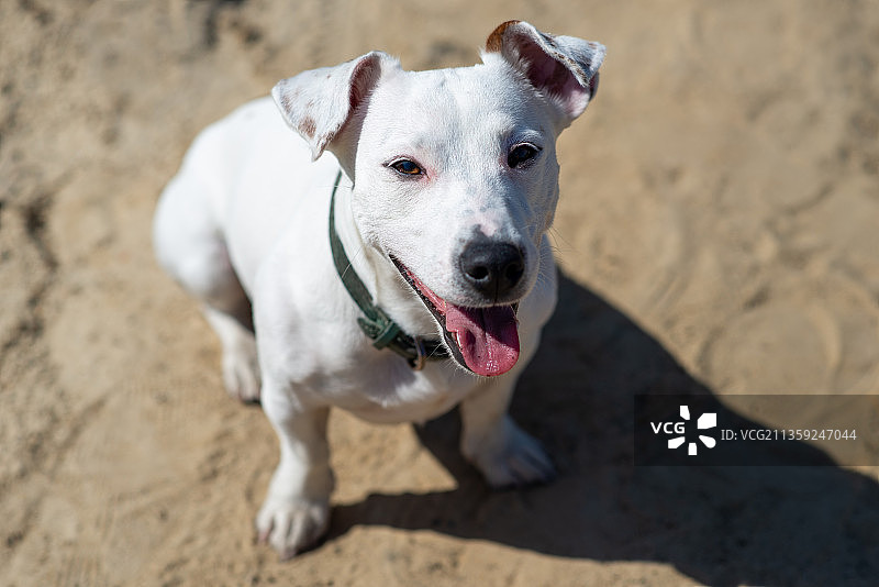 站在沙滩上的梗犬高角度肖像图片素材