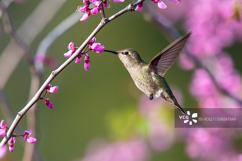 安娜蜂鸟飞过粉红色鲜花特写，坎贝尔，加利福尼亚州，美国图片素材