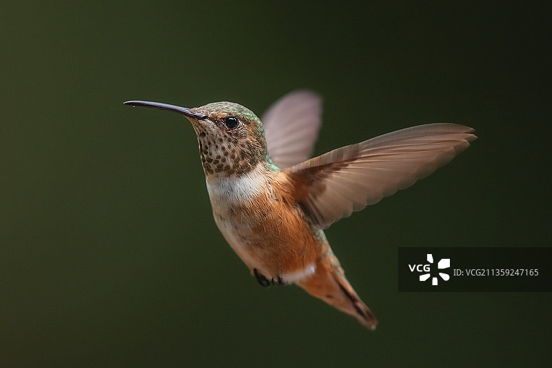 蜂鸟在户外飞行特写，美国加利福尼亚州圣克鲁斯山脉图片素材
