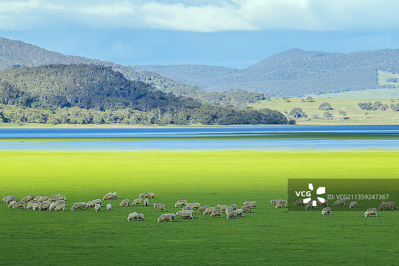 高角度拍摄的羊群，堪培拉，澳大利亚首都领地，澳大利亚图片素材