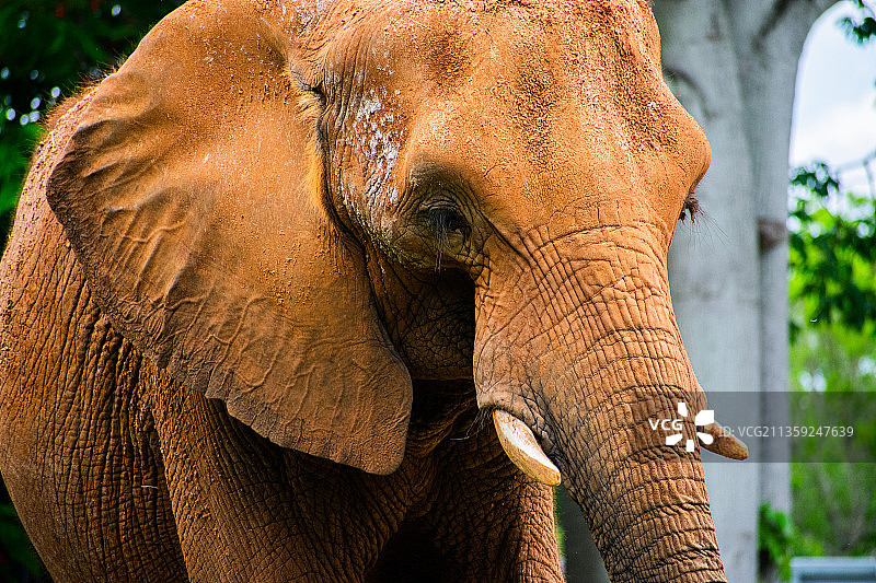 非洲象特写，美国图片素材