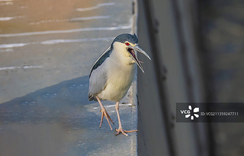 苍鹭栖息在栏杆上的特写图片素材