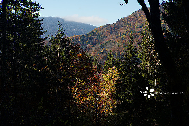 秋季森林天空美景图片素材