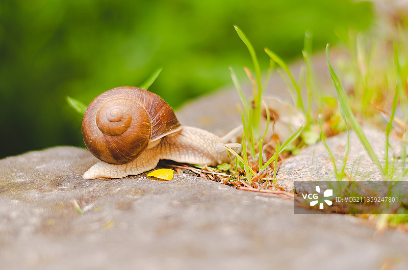 地面上蜗牛的特写图片素材