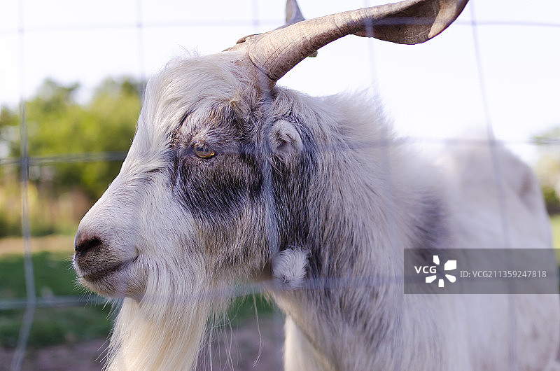 野山羊特写图片素材