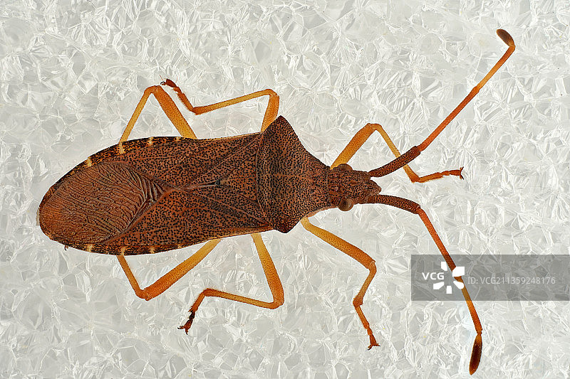 德国汉诺威墙壁上的蜘蛛特写图片素材