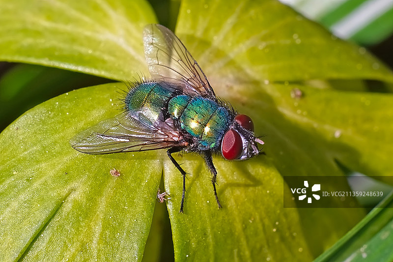 叶子上的苍蝇特写，德国汉诺威图片素材