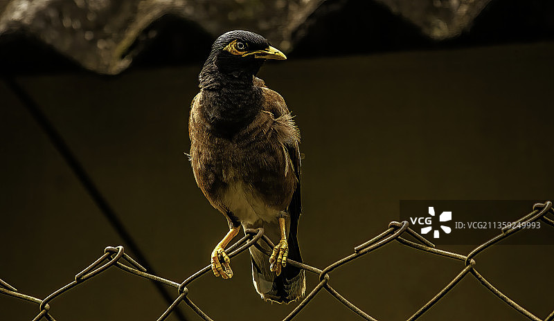 蜜雀栖息在树枝上的特写图片素材