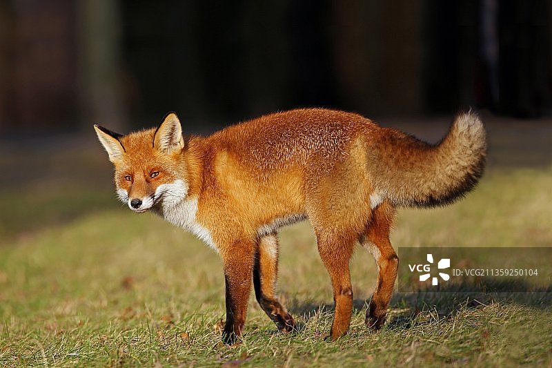 站在田野里的红狐狸全身照图片素材