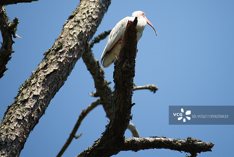 琵鹭栖息在美国钦科蒂格岛树上的低角度视角图片素材