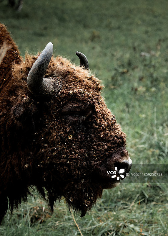 俄罗斯田野上的绵羊特写图片素材