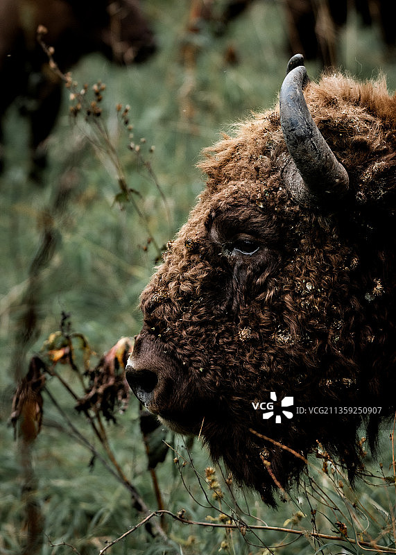俄罗斯田野上的山羊特写图片素材
