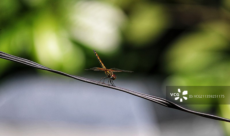 昆虫在植物上的特写图片素材
