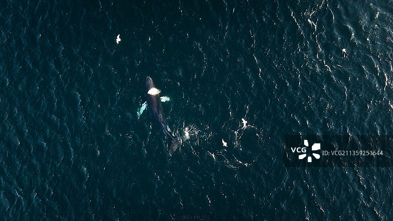 俄罗斯座头鲸图片素材