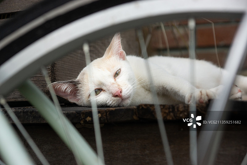 特写的猫图片素材